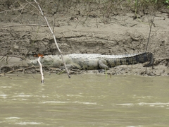 Crocodylus moreletii