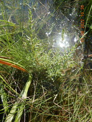 Suaeda maritima