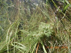 Suaeda maritima