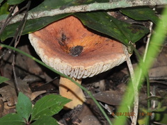 Lactifluus