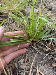 Carex concinnoides