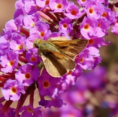 Polites themistocles