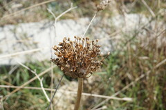 Allium cyrillii