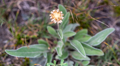 Psephellus sibiricus