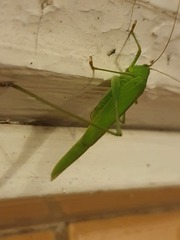 Phaneroptera falcata