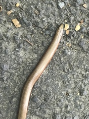 Anguis fragilis