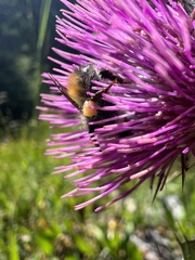 Bombus mixtus
