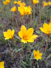 Zephyranthes tubispatha