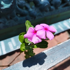 Catharanthus roseus