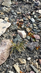 Carex nardina hepburnii