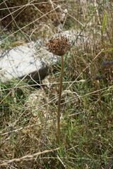 Allium cyrillii
