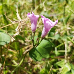 Ipomoea triloba