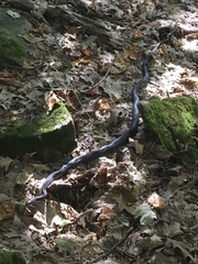 Pantherophis spiloides