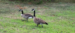 Branta canadensis