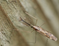 Anopheles punctipennis