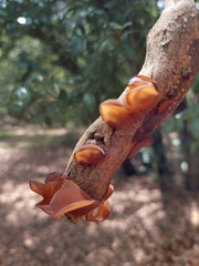 Auricularia fuscosuccinea