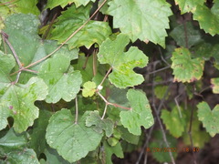 Vitis aestivalis