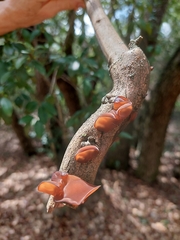 Auricularia fuscosuccinea
