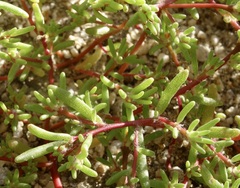 Portulaca halimoides