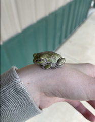 Hyla versicolor