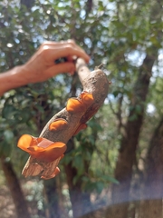 Auricularia fuscosuccinea