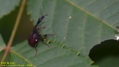 Apoderinae