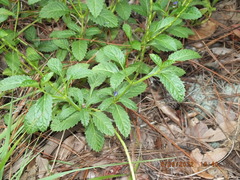 Stachytarpheta jamaicensis