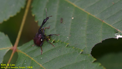 Apoderinae