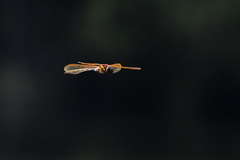 Aeshna grandis