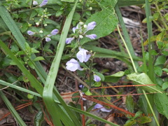 Scutellaria arenicola