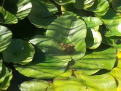 Lithobates yavapaiensis