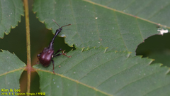 Apoderinae