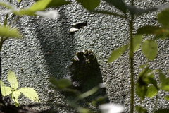 Lithobates catesbeianus