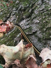 Thamnophis saurita septentrionalis
