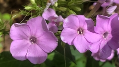 Phlox paniculata