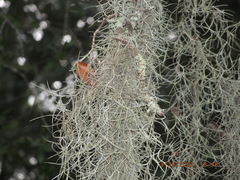 Tillandsia usneoides