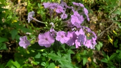 Phlox paniculata