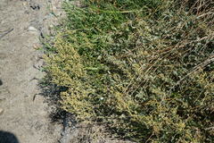 Atriplex verrucifera