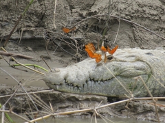 Crocodylus moreletii