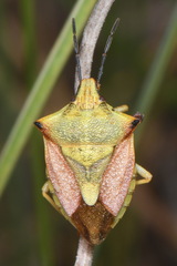 Carpocoris mediterraneus atlanticus