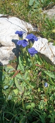 Gentianopsis ciliata