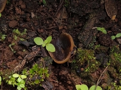 Pezizaceae