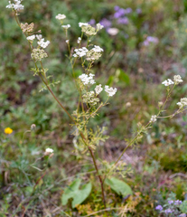 Kitagawia baicalensis