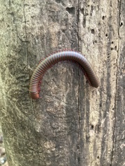 Narceus americanus