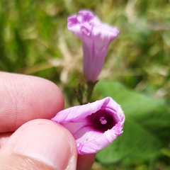 Ipomoea triloba