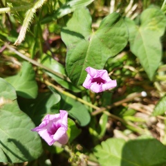 Ipomoea triloba