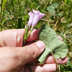 Ipomoea triloba
