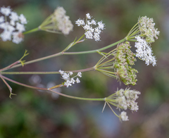Kitagawia baicalensis