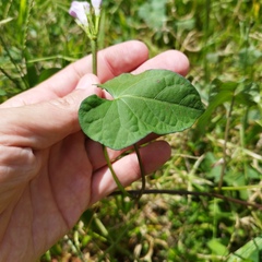 Ipomoea triloba