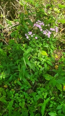 Phlox paniculata
